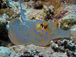 Blue-Spotted Ribbontail Ray taken at the Houesereef with ... by Beate Krebs 